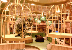 厳選 秋葉原でおすすめの猫カフェランキング 東京都 エリア別おすすめ猫カフェ特集