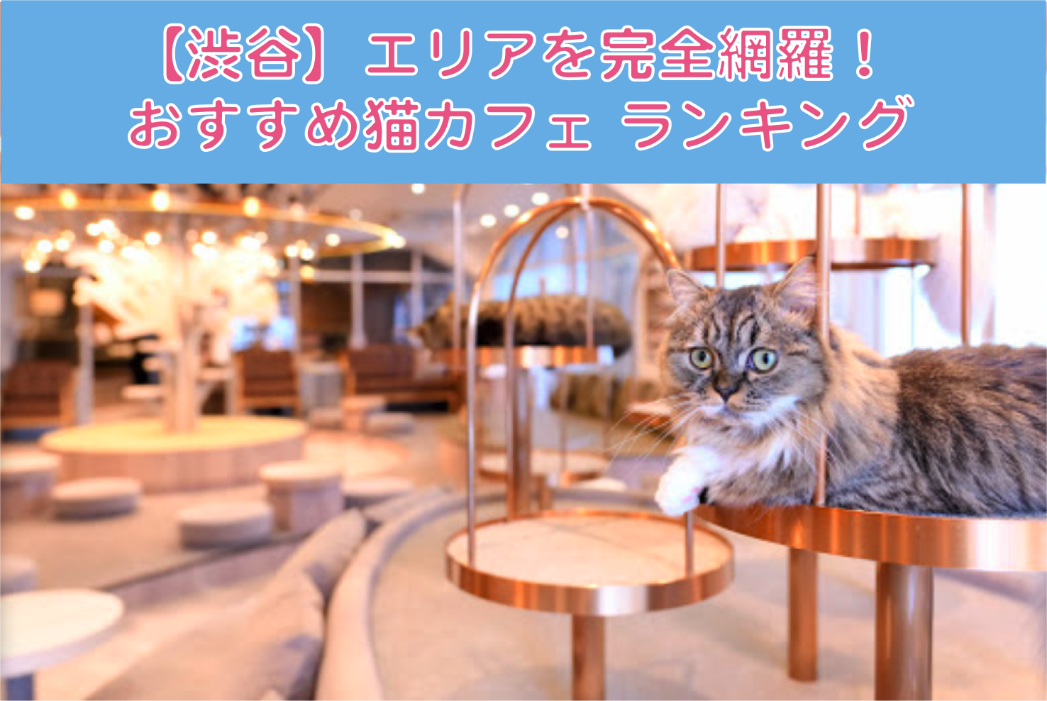 厳選 渋谷でおすすめの猫カフェランキング 東京都 エリア別おすすめ猫カフェ特集