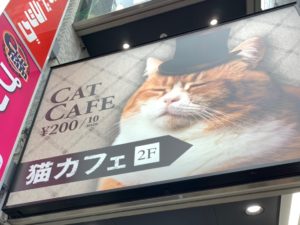 徹底レビュー 猫カフェモカ 原宿竹下通り店を体験レポート 東京都 エリア別おすすめ猫カフェ特集