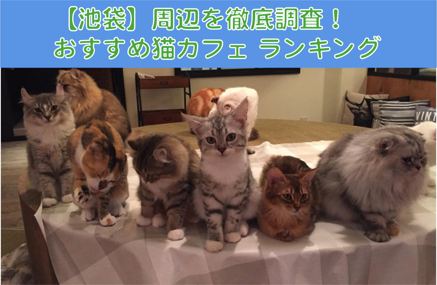 厳選 池袋でおすすめの猫カフェランキング 東京都 エリア別おすすめ猫カフェ特集