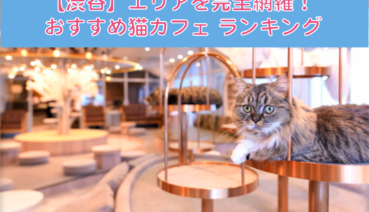 【厳選！】渋谷でおすすめの猫カフェランキング！