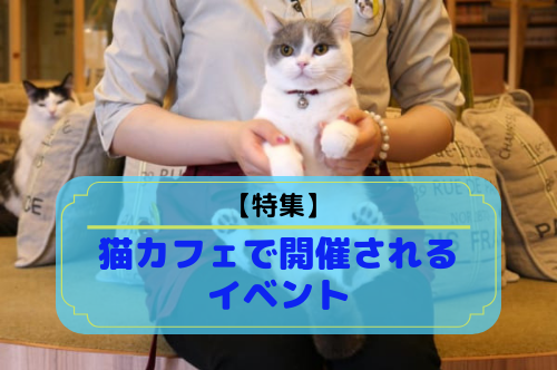 特集 猫カフェで開催されるイベントを徹底解説 東京都 エリア別おすすめ猫カフェ特集