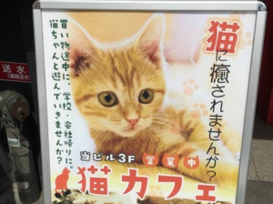猫カフェモカ【2020年最新】全16店を調べまし た!口コミ・写真・評判