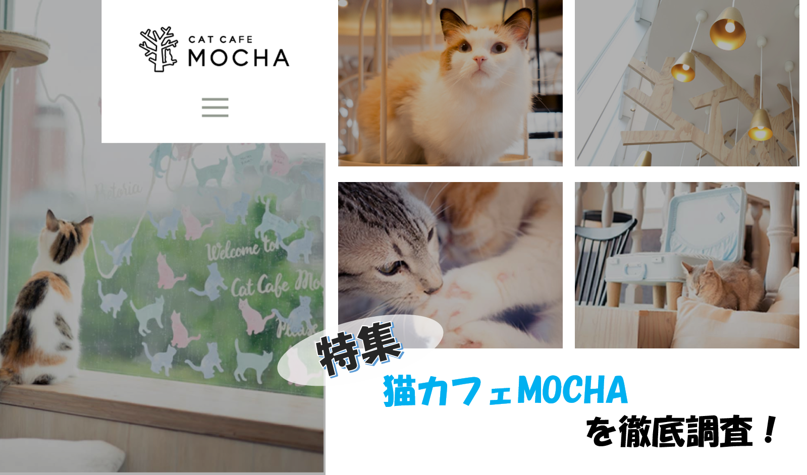 猫カフェモカ 年最新 全16店を調べまし た 口コミ 写真 評判を行く前に知る 可愛いmochaネコの写真あり