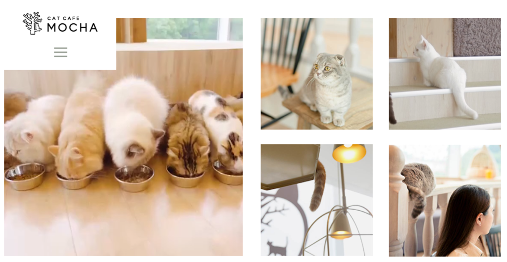 猫カフェモカ 年最新 全16店を調べまし た 口コミ 写真 評判を行く前に知る 可愛いmochaネコの写真あり