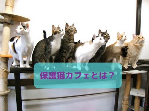特集 保護ねこカフェについて解説 ページ 2 2 東京都 エリア別おすすめ猫カフェ特集