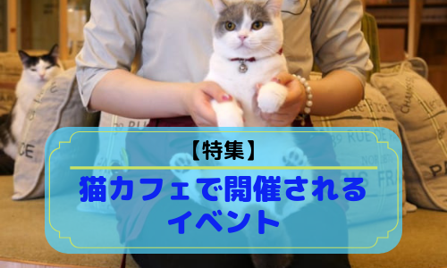 【特集】猫カフェで開催されるイベントを徹底解説！