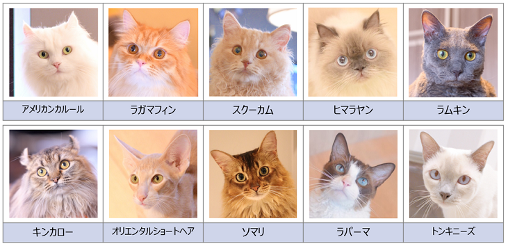 猫カフェモカのレア猫の種類