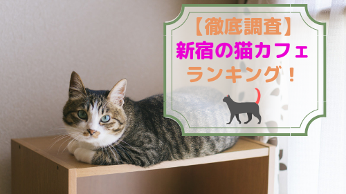 【厳選！】新宿でおすすめの猫カフェランキング！