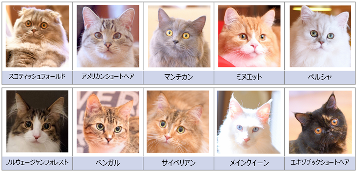 猫カフェモカの猫の種類